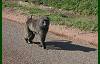 Another baboon strolls by