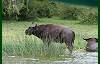 Buffalo at water's edge