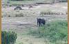 A lone elephant from a distance