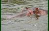 Near the boat this hippo emerges