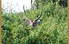 Waterbuck like wooded areas