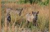 Three warthogs