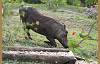 How a warthog feeds