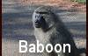 Baboon