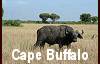 Cape Buffalo