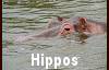 Hippos