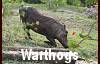 Warthogs