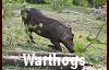 Warthogs