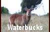 Waterbuck