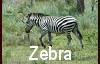 Zebra