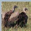 African White-backed Vultures