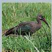 Hadeda Ibis