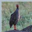 Rednecked Spurfowl