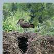 Hammerkop