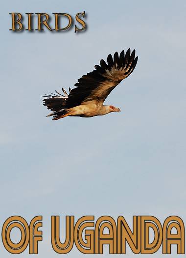 Palm Vulture in flight