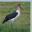 Marabou Stork