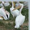 Pink-backed Pelican