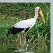 Yellow-billed Stork