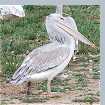 Great White Pelican