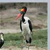 Saddle-billed Stork